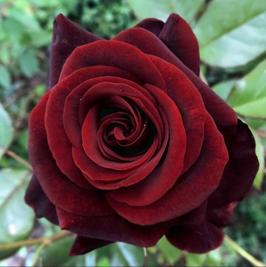Hybrid Tea Rose Blumensamen zur Aussaat pflegeleicht Traditionssorte & ohne Gentechnik Samen Hausgarten