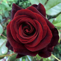 Hybrid Tea Rose Blumensamen zur Aussaat pflegeleicht Traditionssorte & ohne Gentechnik Samen Hausgarten