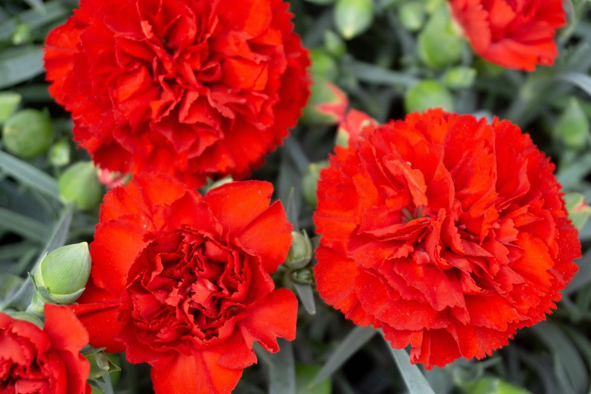 Rot Nelke Blumensamen robust Sorte Traditionssorte & ohne Gentechnik Samen Hausgarten