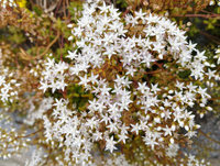 Weiß Sedum Acre Blumensamen zur Aussaat pflegeleicht Traditionssorte & ohne Gentechnik Samen Hausgarten