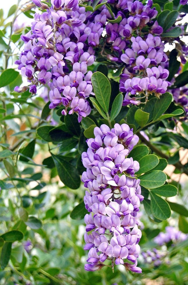 Traditionssorte Laurel Sophora Blumensamen zur Aussaat Landhaus Garten wichtig Traditionssorte & ohne Gentechnik Samen Hausgarten