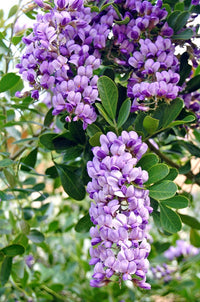 Traditionssorte Laurel Sophora Blumensamen zur Aussaat Landhaus Garten wichtig Traditionssorte & ohne Gentechnik Samen Hausgarten