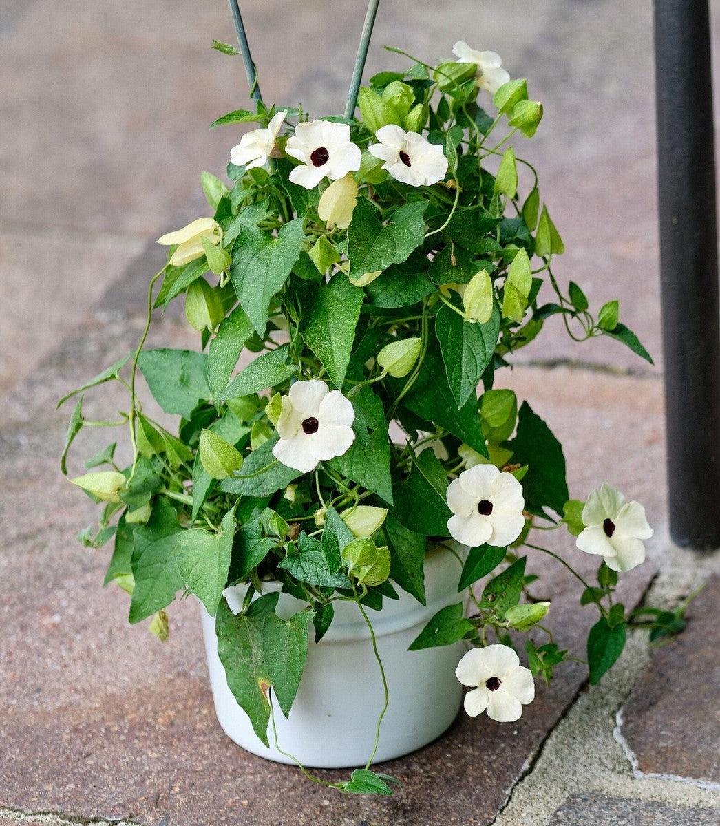Thunbergia Blumensamen leuchtend Garten Aussaat