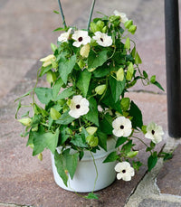 Thunbergia Blumensamen leuchtend Garten Aussaat