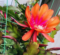 Orange Cherokee Blumensamen zur Aussaat – hochwertige Qualitäts- – Traditionssorte & ohne Gentechnik Samen Hausgarten