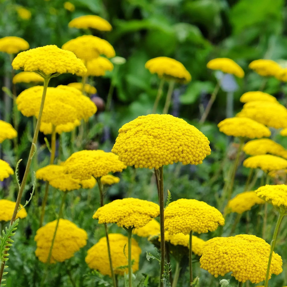 Gelb Achillea Blumensamen zur Aussaat – leuchtend Blüten – Traditionssorte & ohne Gentechnik Samen Hausgarten
