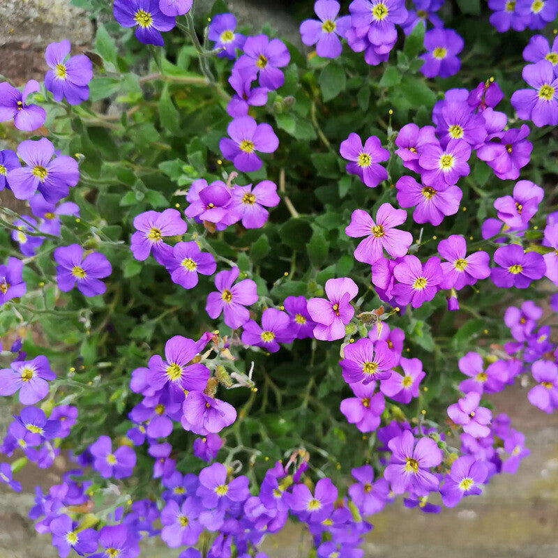 Cress mehrjährig Blumensamen zur Aussaat – Anzucht – Traditionssorte & ohne Gentechnik Samen Hausgarten
