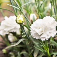 Weiß Carnations Blumensamen zur Aussaat ideal Rabatten Traditionssorte & ohne Gentechnik Samen Hausgarten