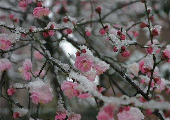 Fortunearia Sinensis Rosa Blumensamen