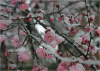 Fortunearia Sinensis Rosa Blumensamen