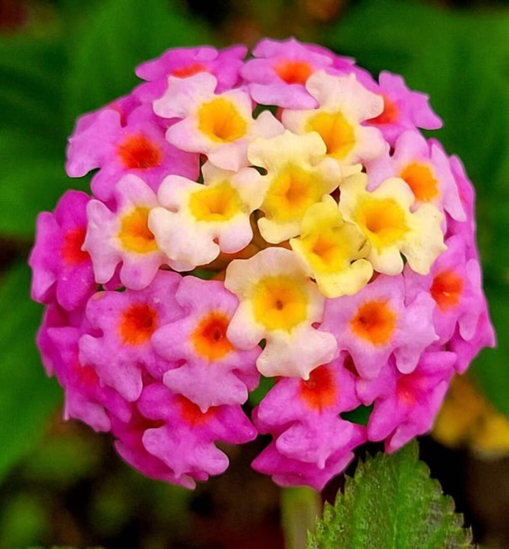 Wandelröschen Mischung Blume Samen zur Aussaat a farbenfroh Garten