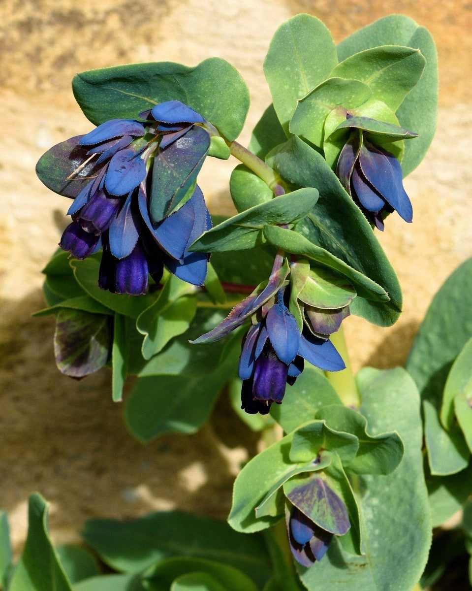 Blau Honeywort Blumensamen zur Aussaat – lang Blüte Saison – Traditionssorte & ohne Gentechnik Samen Hausgarten