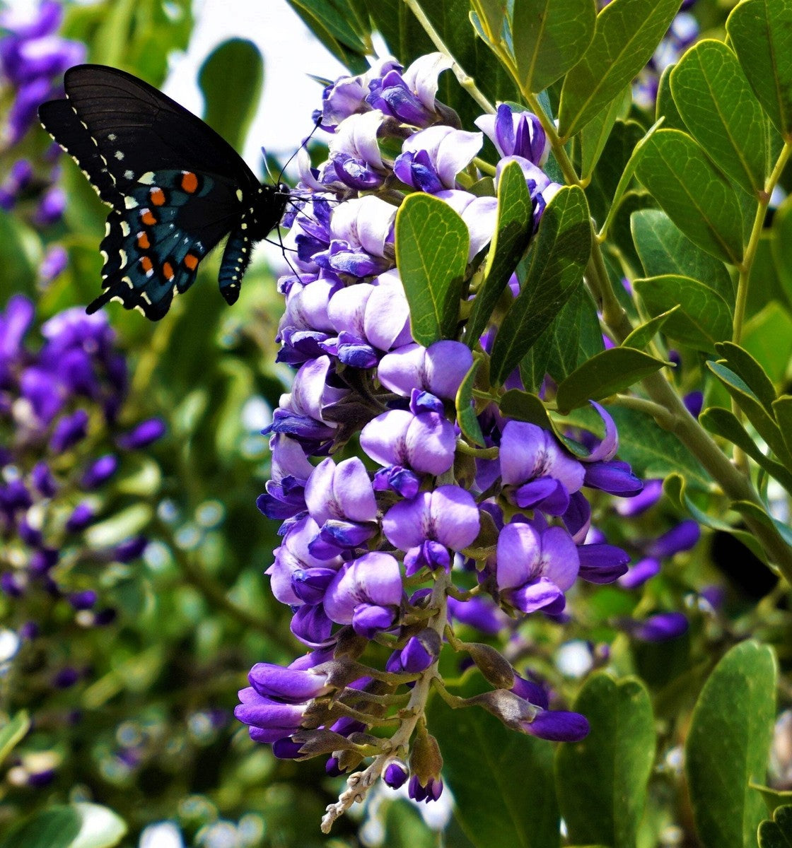 Lila Mescal Blumensamen zur Aussaat – kompakt Wuchs – Traditionssorte & ohne Gentechnik Samen Hausgarten