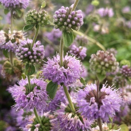 Lila Pulegium Blumensamen zur Aussaat – leuchtende einjährige Blüten