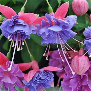 Himmelblau Fuchsie Blumensamen – duftend Blüten Traditionssorte & ohne Gentechnik Hausgarten