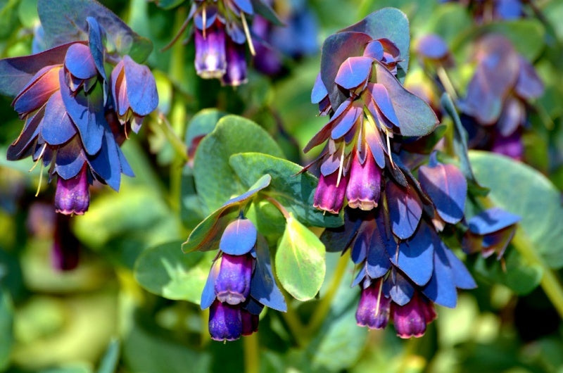 Blau Honeywort Blumensamen zur Aussaat – lang Blüte Saison – Traditionssorte & ohne Gentechnik Samen Hausgarten