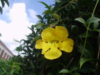 Dolichandra Blumensamen zur Aussaat Schnitt Blume beliebt Traditionssorte & ohne Gentechnik Samen Hausgarten
