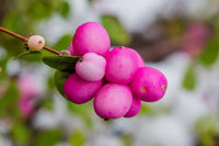 Coralberry Blumensamen zur Aussaat sonnenliebend Traditionssorte & ohne Gentechnik Samen Hausgarten