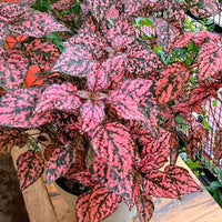 Rot Hypoestes Blumensamen zur Aussaat robust Sorte Traditionssorte & ohne Gentechnik Samen Hausgarten