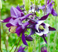 dunkel Violett Akelei Blumensamen zur Aussaat farbenfroh Schau Traditionssorte & ohne Gentechnik Samen Hausgarten