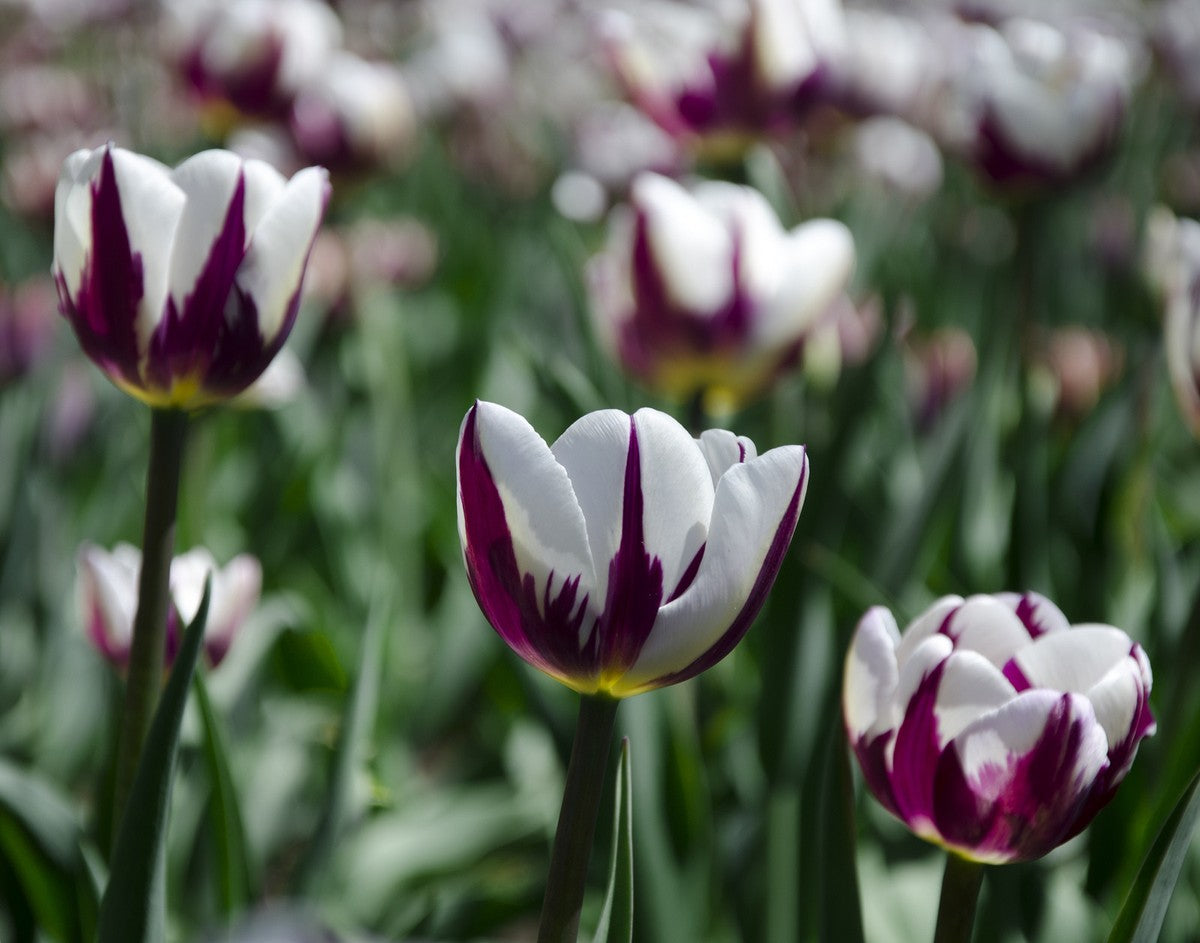 Weiß Lavendel Tulpe Blumensamen zur Aussaat Drought verträglich Traditionssorte & ohne Gentechnik Samen Hausgarten