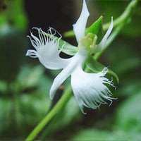 Weiß Egret Orchidee Blumensamen zur Aussaat – robust Sorte – Traditionssorte & ohne Gentechnik Samen Hausgarten