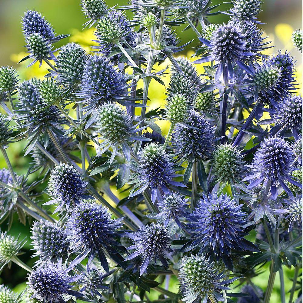 Hobbit Edeldistel Eryngium Blumensamen zur Aussaat leuchtend Blüten Traditionssorte & ohne Gentechnik Samen Hausgarten