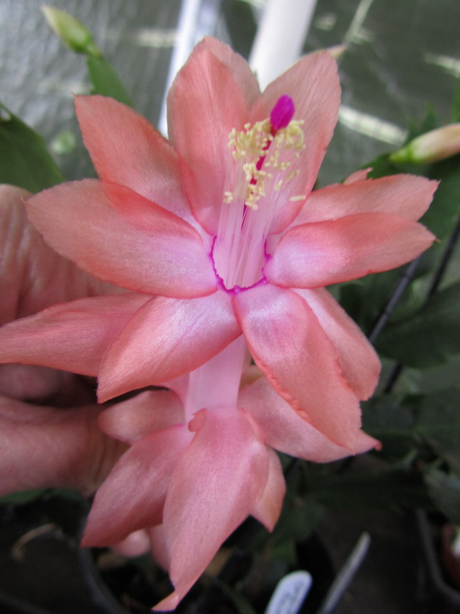 dunkel Orange Zygocactus Blumensamen zur Aussaat Halbschatten verträglich Traditionssorte & ohne Gentechnik Samen Hausgarten
