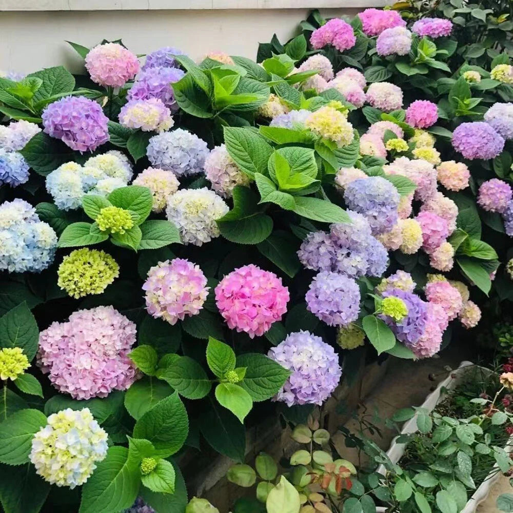 Gemischt Hortensie Blumensamen zur Aussaat – Landhaus Garten wichtig – Traditionssorte & ohne Gentechnik Samen Hausgarten