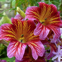 Salpiglossis Blumensamen zur Aussaat leuchtend Traditionssorte & ohne Gentechnik Samen Hausgarten