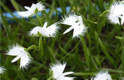 Weiß Radiata Blumensamen zur Aussaat saisonal Dauerblüher Traditionssorte & ohne Gentechnik Samen Hausgarten
