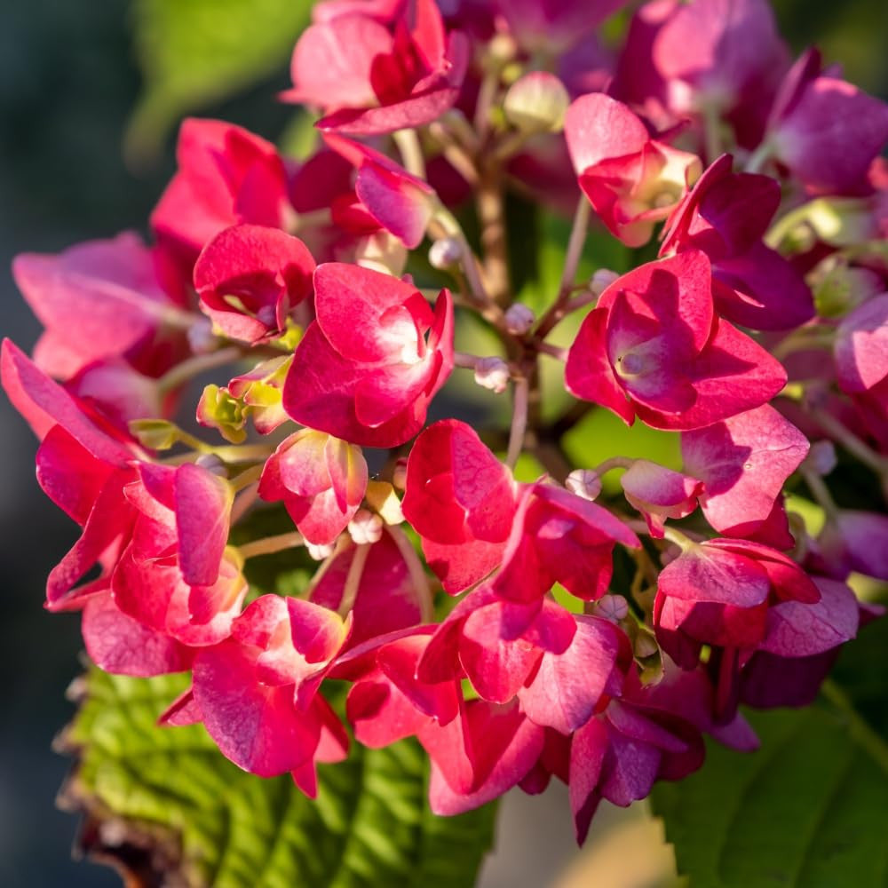 Rot Hortensie Blumensamen zur Aussaat leuchtend Traditionssorte & ohne Gentechnik Samen Hausgarten