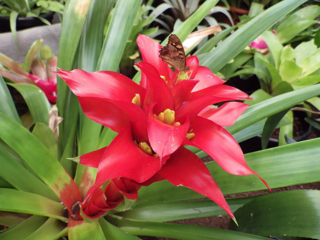 Hechtia Blumensamen zur Aussaat – saisonal Dauerblüher – Traditionssorte & ohne Gentechnik Samen Hausgarten