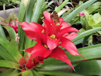 Hechtia Blumensamen zur Aussaat – saisonal Dauerblüher – Traditionssorte & ohne Gentechnik Samen Hausgarten