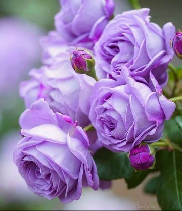 hell Lila Weiß Holland Rose Blumensamen zur Aussaat hochwertige Qualitäts- Traditionssorte & ohne Gentechnik Samen Hausgarten
