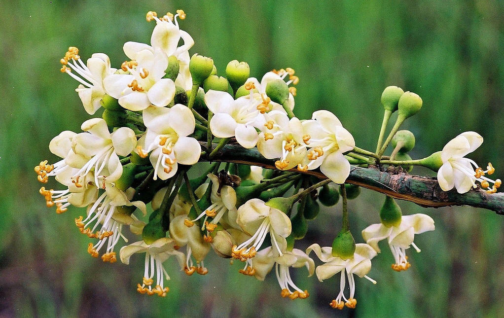 Grün Ceiba Pentandra Blumensamen zur Aussaat Create tropisch Gärten