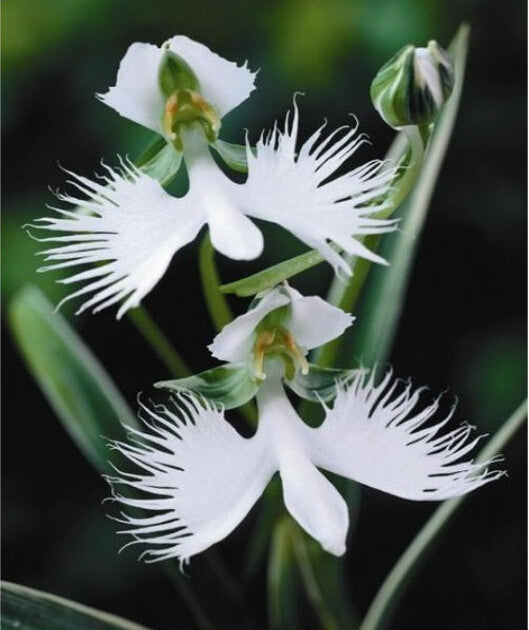 Egret Blumensamen zur Aussaat Schnitt Blume beliebt Traditionssorte & ohne Gentechnik Samen Hausgarten
