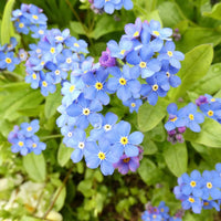 Blau myosotis blume samen for anpflanzung low maintenance heirloom & gmo free samen for home garten
 
 sale samen for home garten anpflanzung