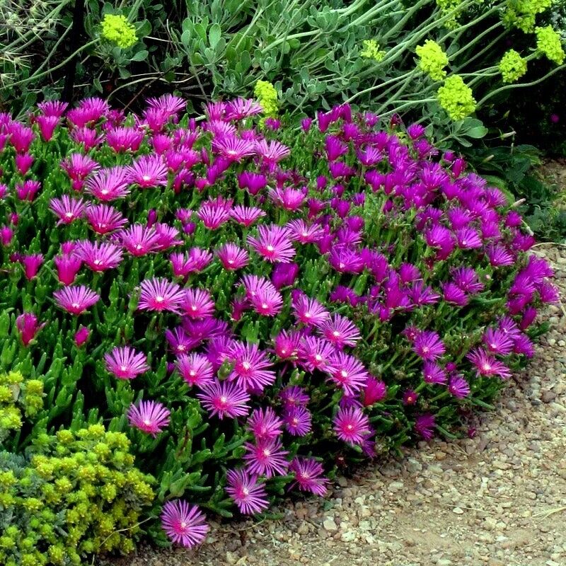 Lila delosperma cooperi blume samen for anpflanzung shade tolerant heirloom & gmo free samen for home garten 
 
 sale samen for home garten anpflanzung