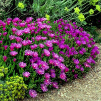Lila delosperma cooperi blume samen for anpflanzung shade tolerant heirloom & gmo free samen for home garten 
 
 sale samen for home garten anpflanzung