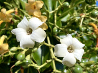 Pua Kenikeni Perfume Blumensamen – Traditionssorte ohne Gentechnik duftend Blüten Garten Aussaat