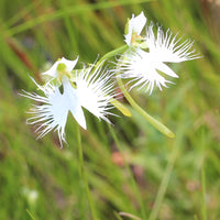 Weiß Egret Blumensamen zur Aussaat leuchtend Traditionssorte & ohne Gentechnik Samen Hausgarten