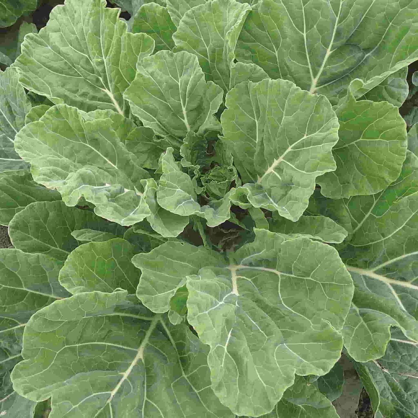 Green Collard Gemüse Samen zum Pflanzen