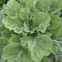Green Collard Gemüse Samen zum Pflanzen