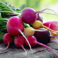 Lila Radish Samen für einfache Aussaat