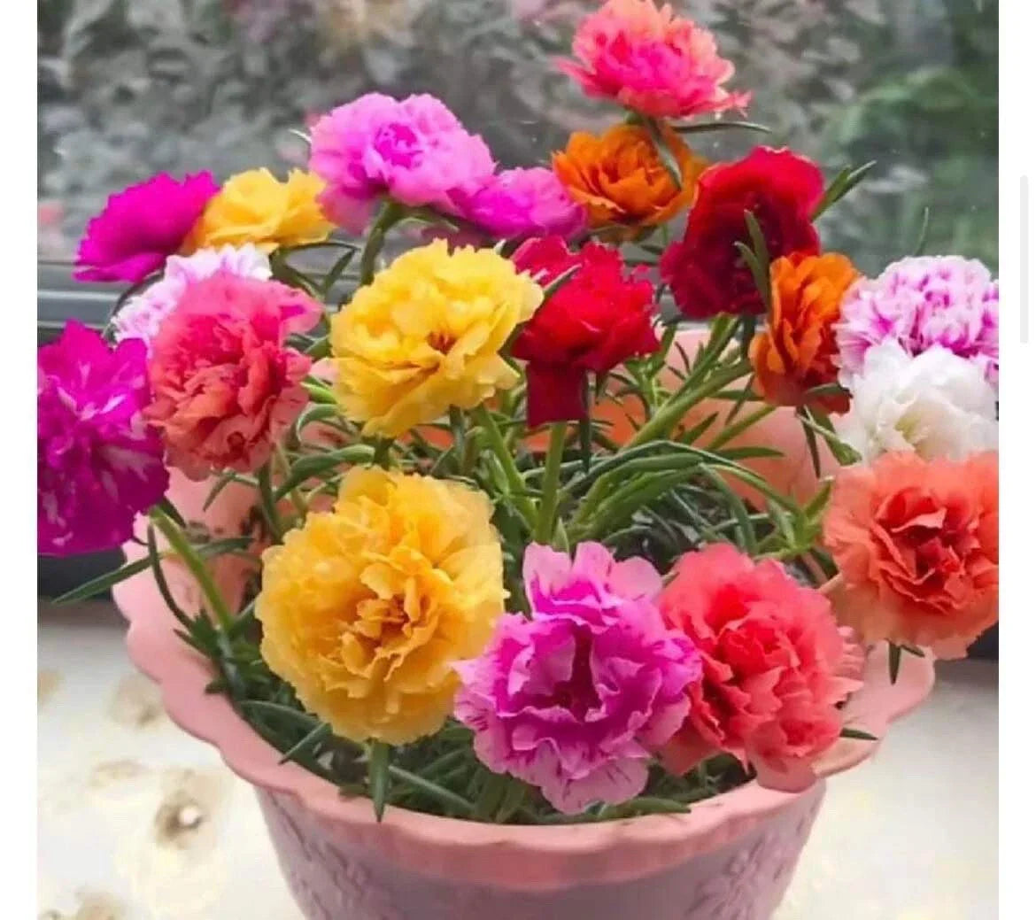 Portulaca Blumensamen zur Aussaat leuchtend Blüten Traditionssorte & ohne Gentechnik Samen Hausgarten