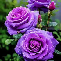Rose Rosa Petunie Hybrida hängend Blumensamen zur Aussaat Traditionssorte ohne Gentechnik Samen für wunderschöne Gärten leuchtend
