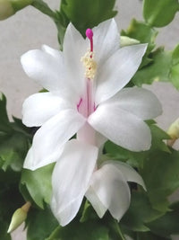 Weiß Zygocactus Blumensamen zur Aussaat – Anzucht – Traditionssorte & ohne Gentechnik Samen Hausgarten