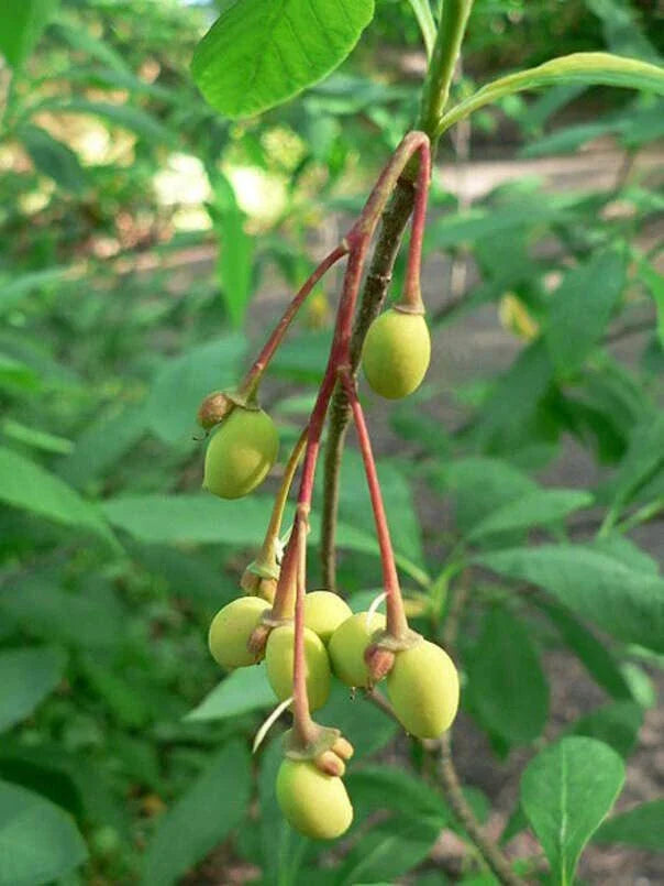 Indische-pflaume-Fruchtsamen für einfaches Anpflanzen