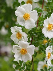 Gelb Weiß Rosa Xanthina Blumensamen zur Aussaat Traditionssorte ohne Gentechnik PollinatorFriendly biologisch Samen